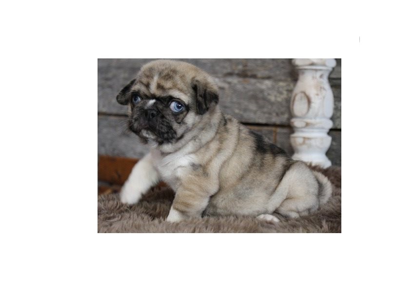 Beautiful Kc Registered Pug Puppies For Sale