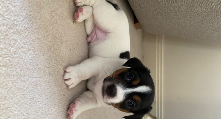 Stunning Jack Russell puppies