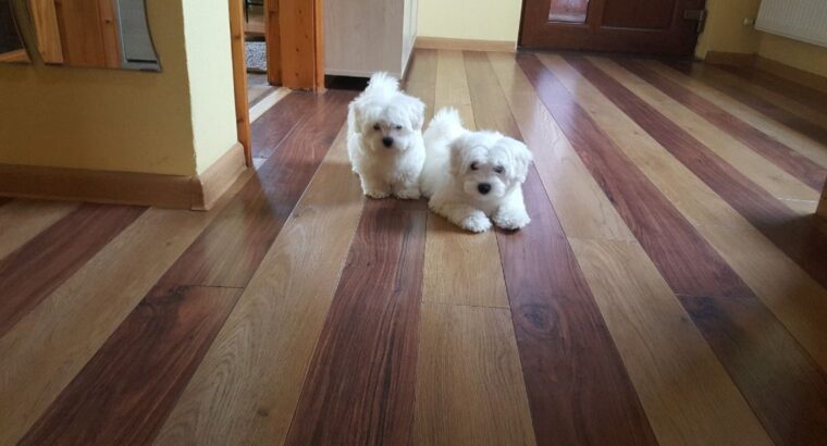 Gentle Maltese puppies ready to go