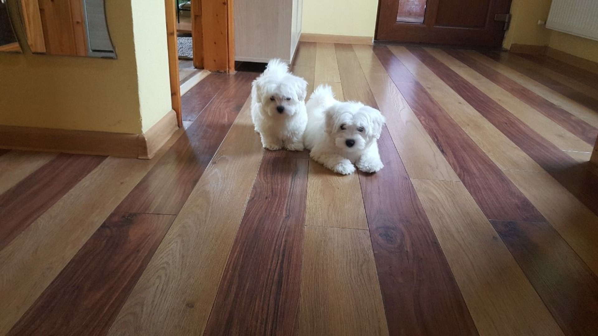 Gentle Maltese puppies ready to go