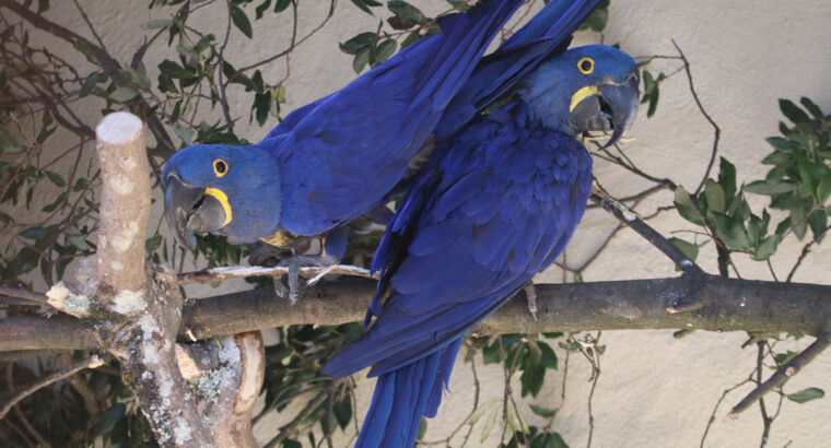 Hyacinth macaws (pair)