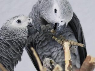 African gray, macaws, cockatoo and Fertile parrots