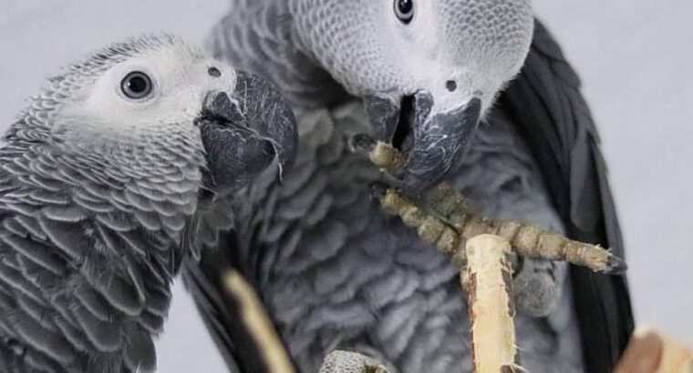 African gray, macaws, cockatoo and Fertile parrots