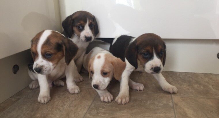 Beautiful Beagle puppies.