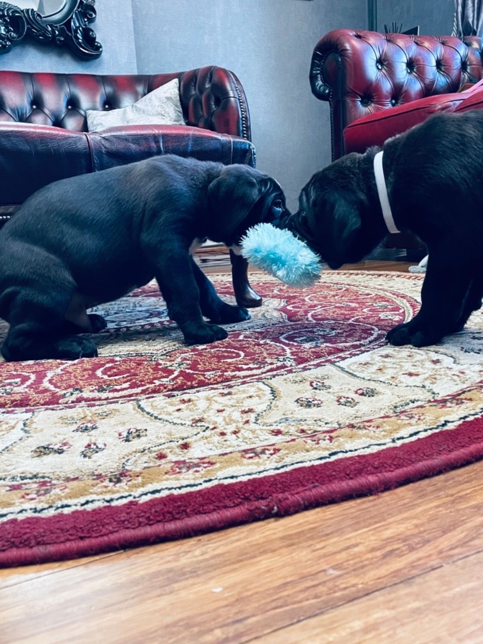 Cane Corso Puppies for sale +447440524997