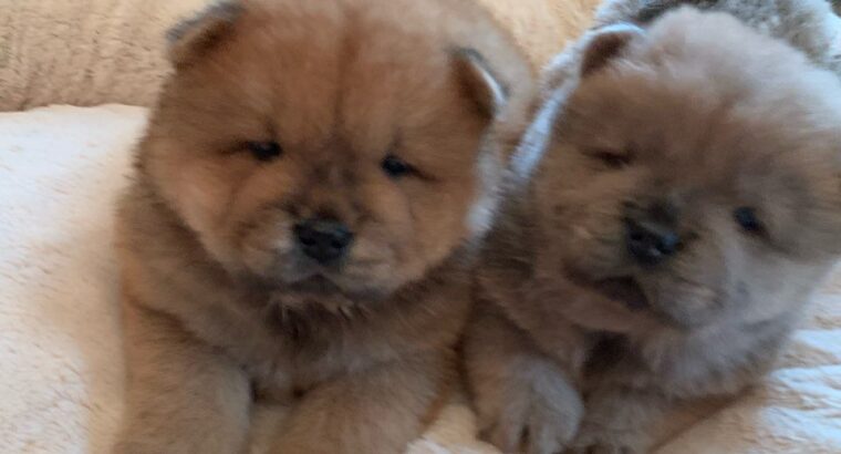 chow chow for sale.
