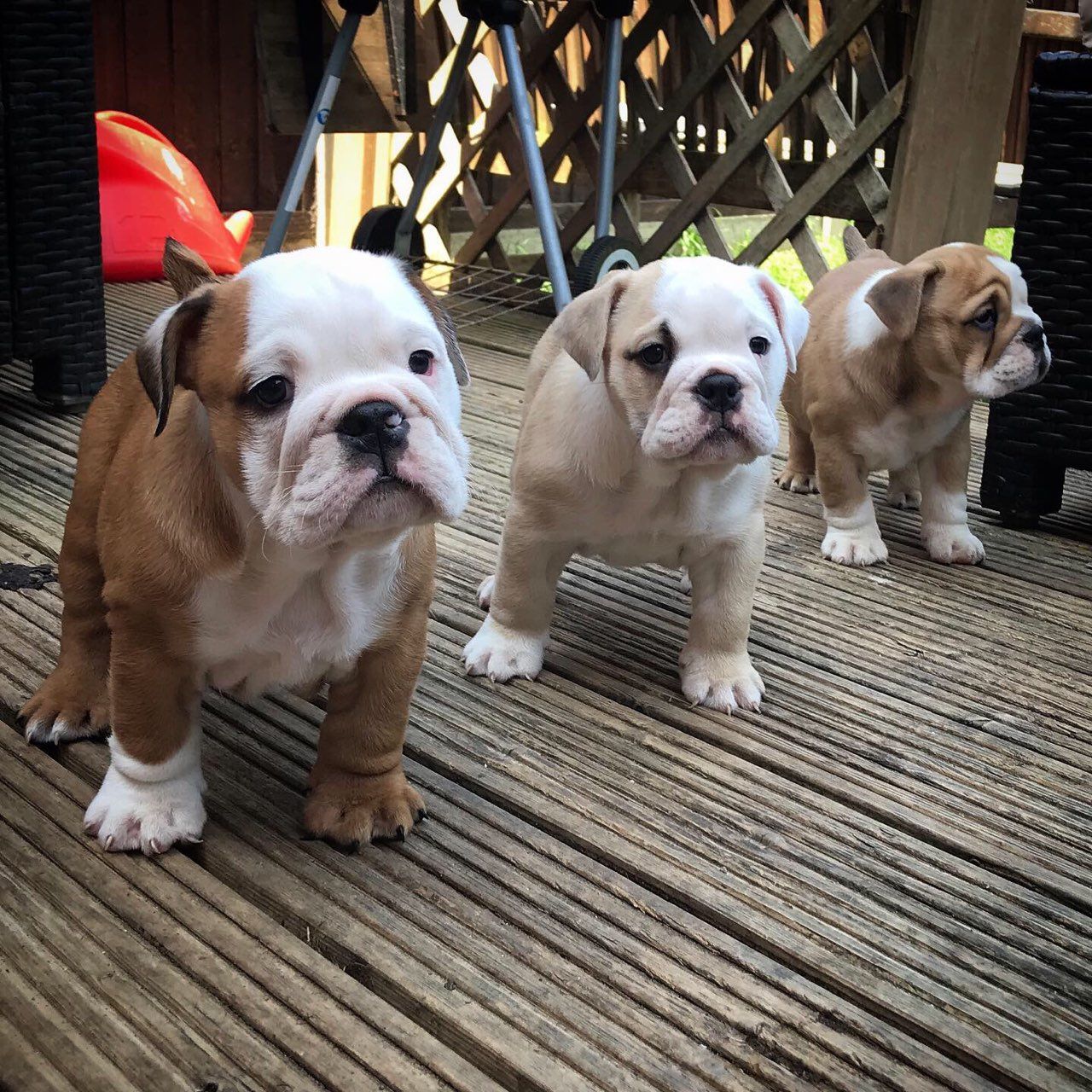 Remarkable English Bulldog puppies for adoption