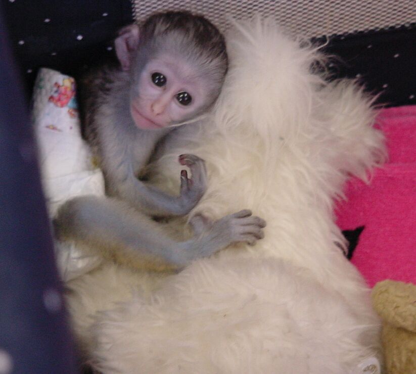 Capuchin monkey like this before