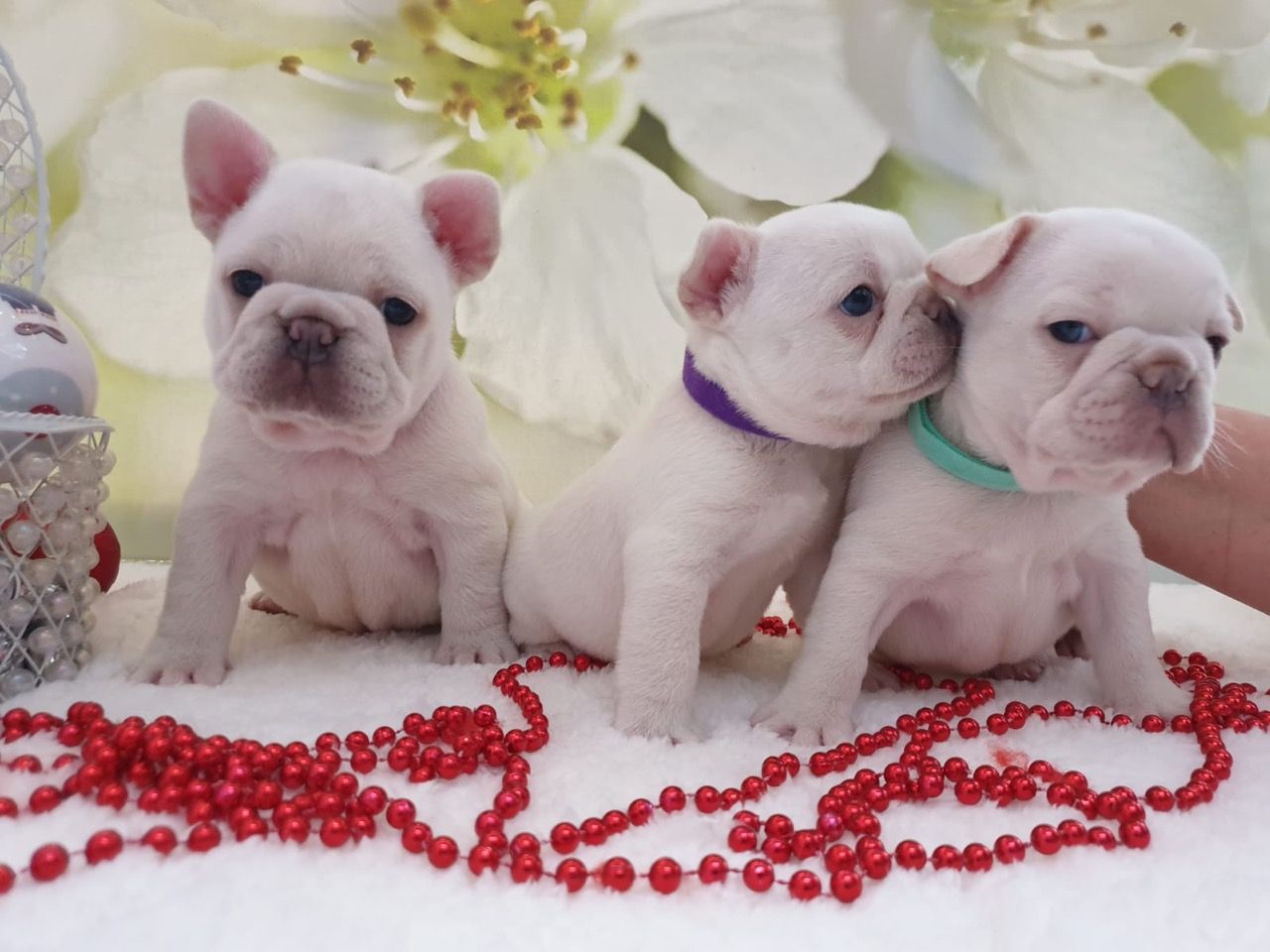 Lilac And Tan French bulldog Puppies,