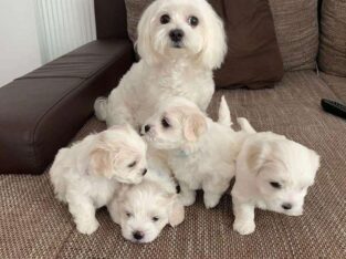Maltese Puppies For Sale. +447440524997