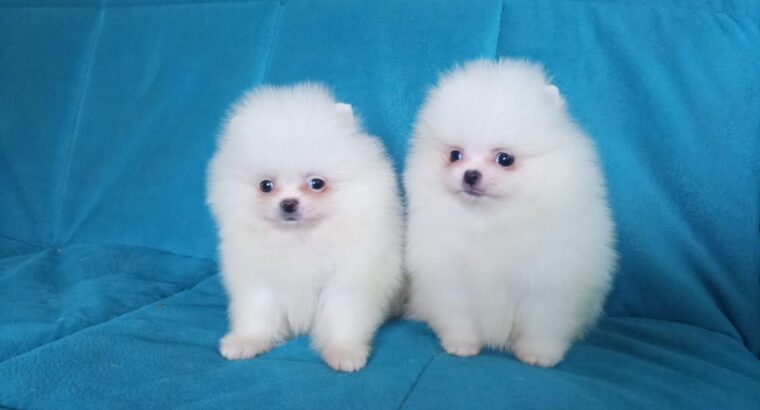 Cute Toy Pomeranian Puppies available now.+4474405