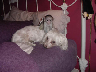 BABY AND ADULT BREEDER CAPUCHINS AVAILABLE NOW