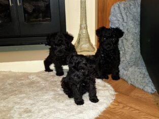 Lovely home reared miniature schnauzer +4474405249