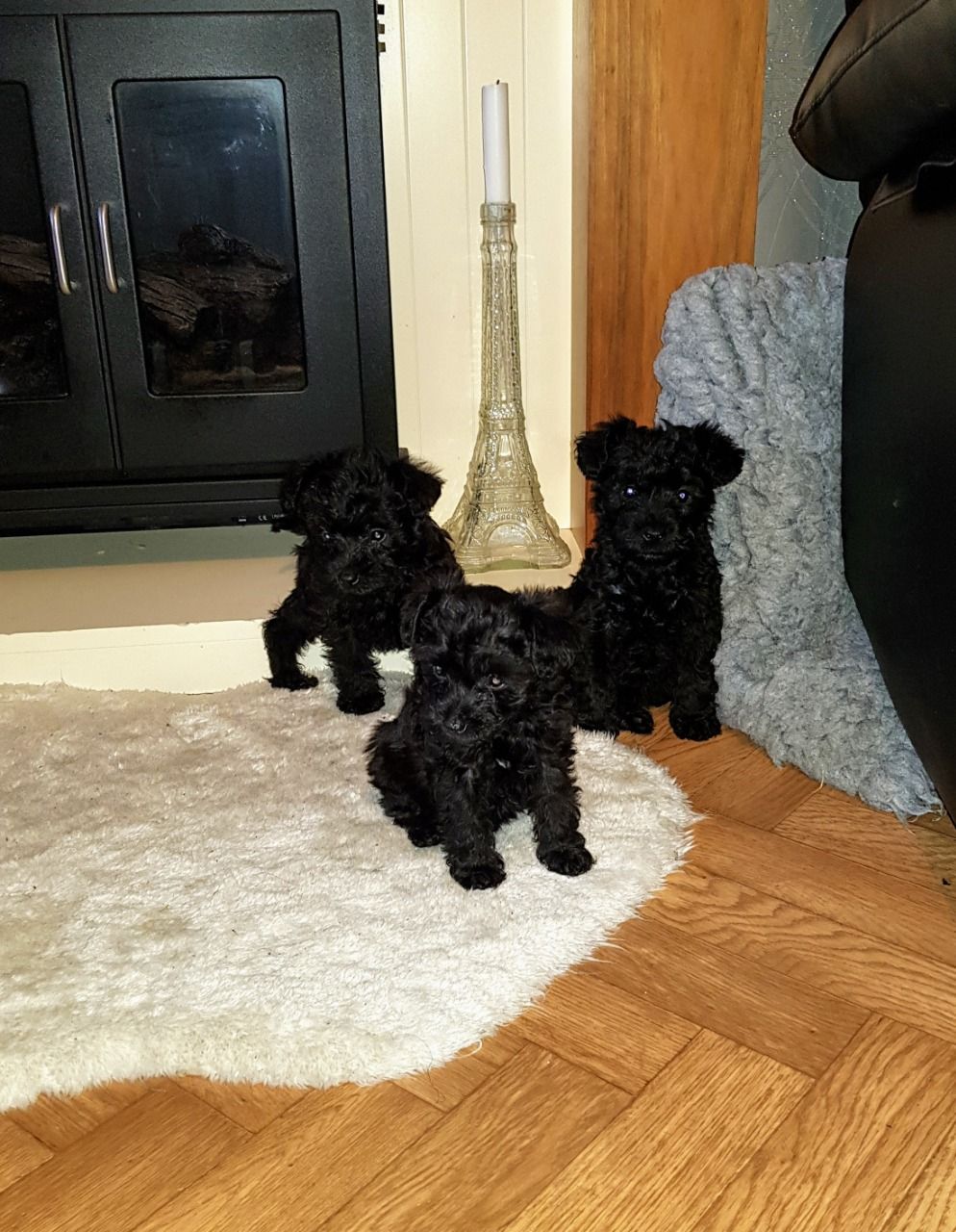 Lovely home reared miniature schnauzer +4474405249