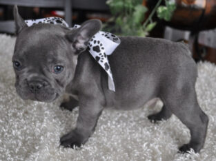 Affectionate Frenchies Puppies for rehoming