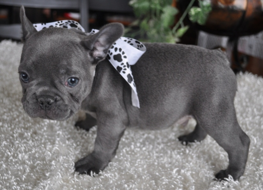 Affectionate Frenchies Puppies for rehoming