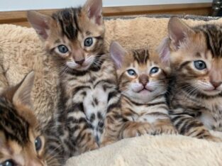 Bengal kittens needs a new home
