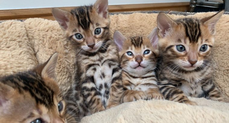 Bengal kittens needs a new home