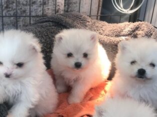 Available Pomeranian Pups For adoption