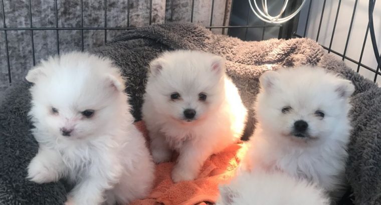 Available Pomeranian Pups For adoption