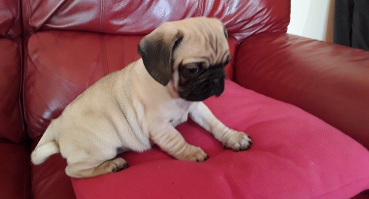 Beautiful Pug puppies for good home
