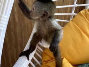 Capuchin Monkeys For sale