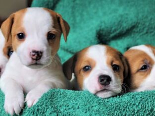 Amazing litters of Jack Russell terrier pups