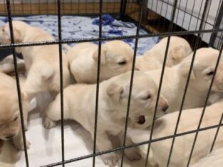 Amazing litters of Labrador retriever puppies