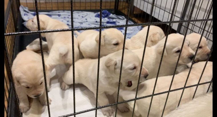 Amazing litters of Labrador retriever puppies