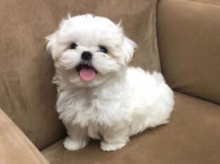 Beautiful Maltese Puppies Ready Now