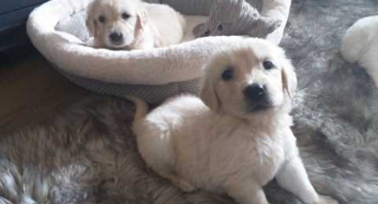Adorable Golden Retriever puppies for rehoming