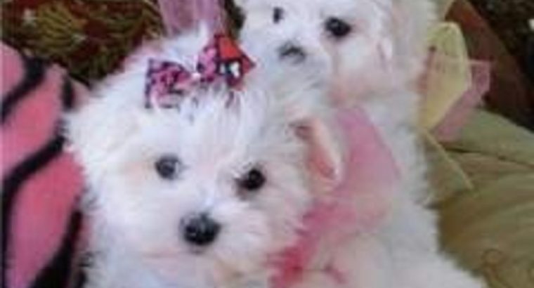 Lovely Male and Female Maltese Available.