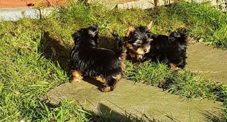 Lovely Yorkshire terrier puppies for sale