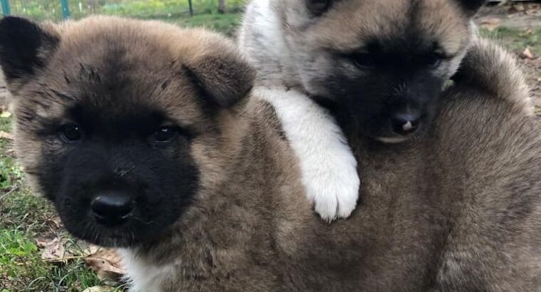 American Akita pupies for sale. they are good with