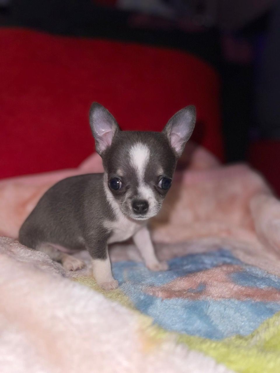 Chihuahua Dogs and Puppies for sale
