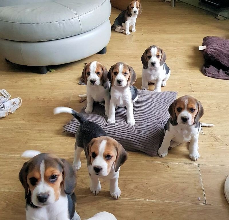 Beautiful Beagle Puppies +447440524997
