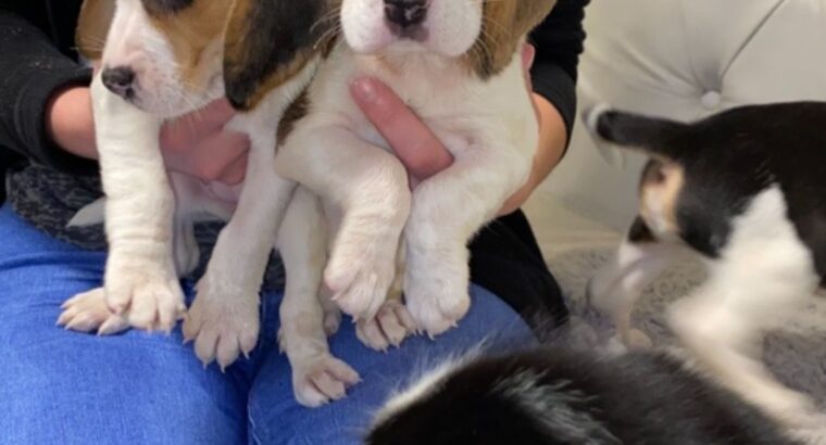 Beautiful Beagle Pups
