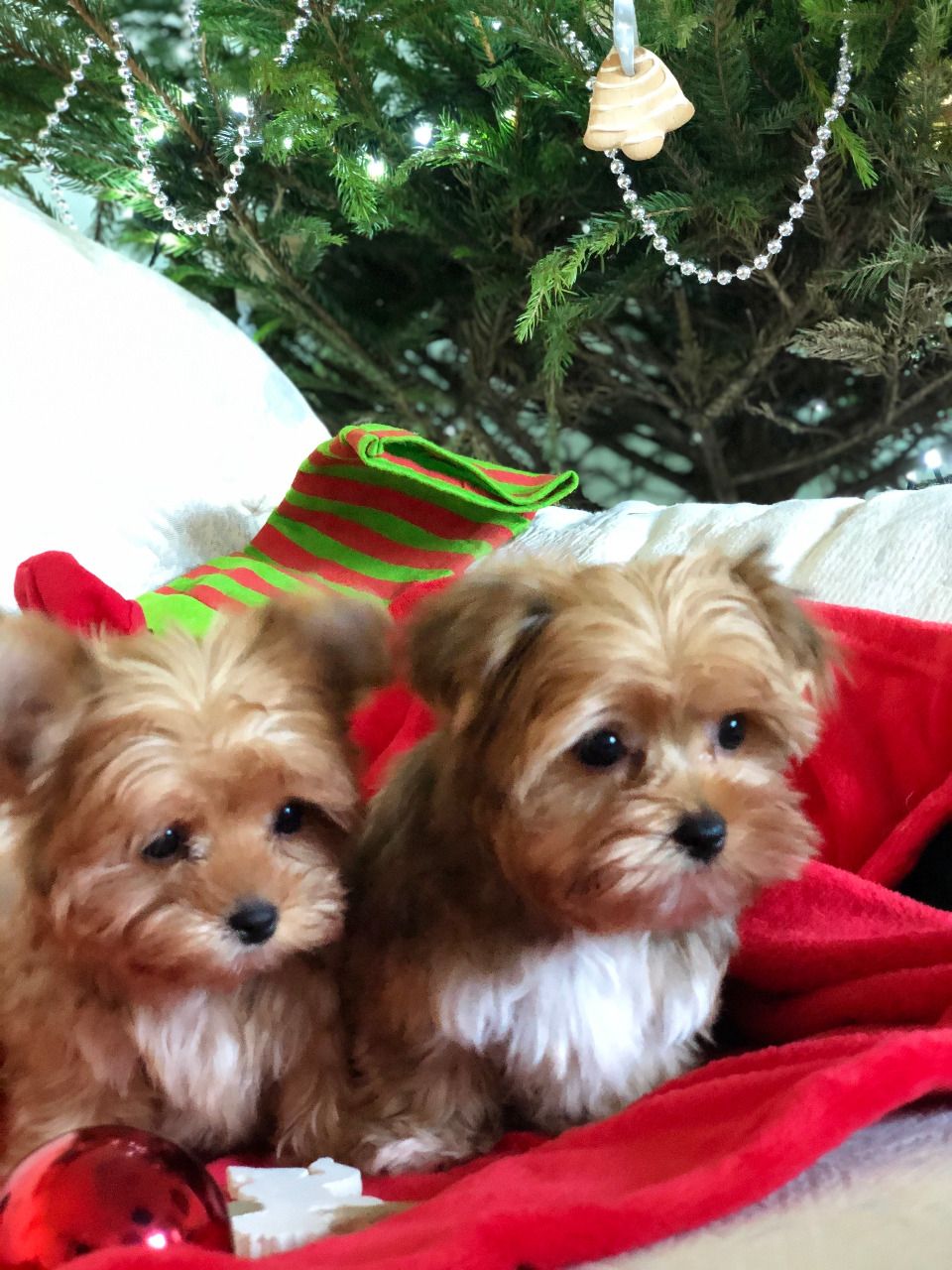 Beautiful Sable Colored Biewer terrier puppies,.