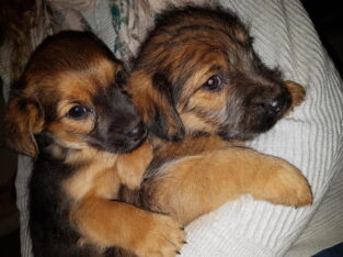 Pure Terrier puppies +447440524997