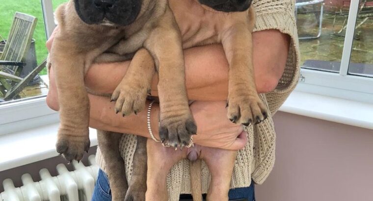 Beautiful chunky bullmastiff puppies for sale.