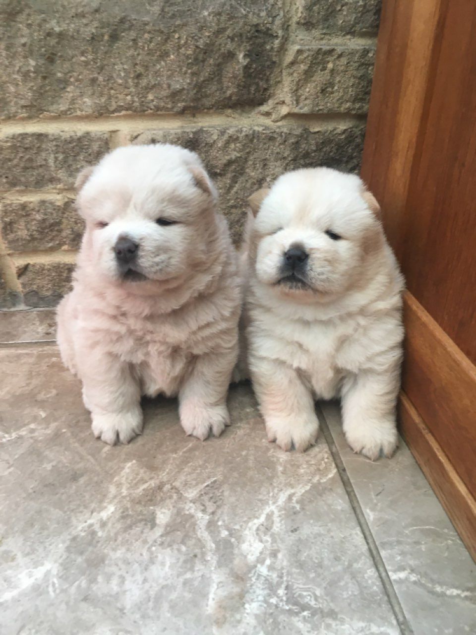 chow chow for sale.