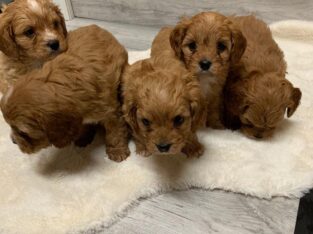 Beautiful F1 Cavapoo Puppies Health Tested Parents