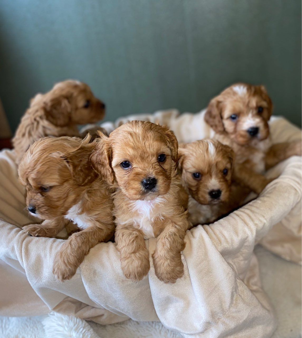 Beautiful F1 Cavapoo Puppies Health Tested Parents