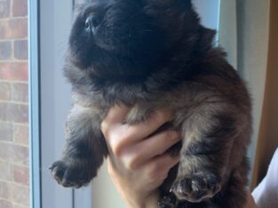 Chow Chow Dogs and Puppies for sale