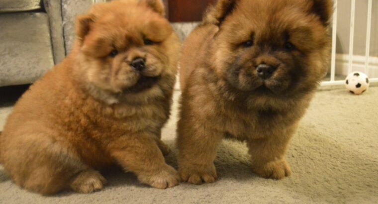 Beautiful Red Kc Reg Chow Chow Puppies +(44) 7440