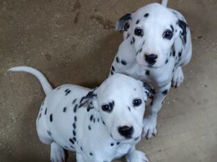 Dalmatian Puppies +447440524997