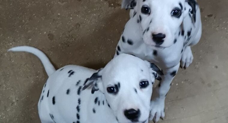 Dalmatian Puppies +447440524997