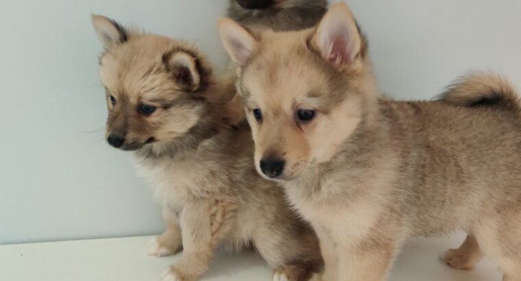 Cute Kardashian Shitzu puppies for sale!
