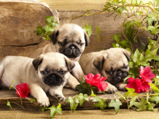 Vaccinated Pug puppies for adoption