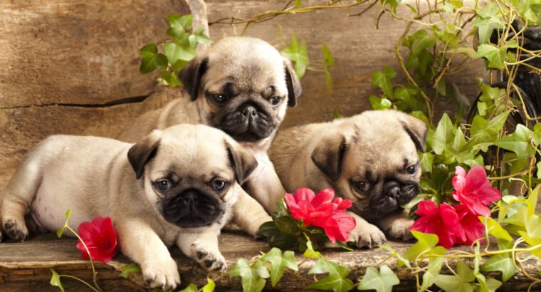 Vaccinated Pug puppies for adoption